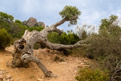 Agay
