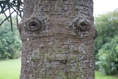 Lille (Jardin des plantes)