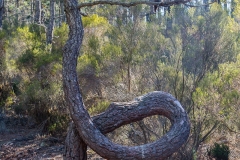 Bagnols en Forêt