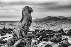 Bois flotté. Antibes.